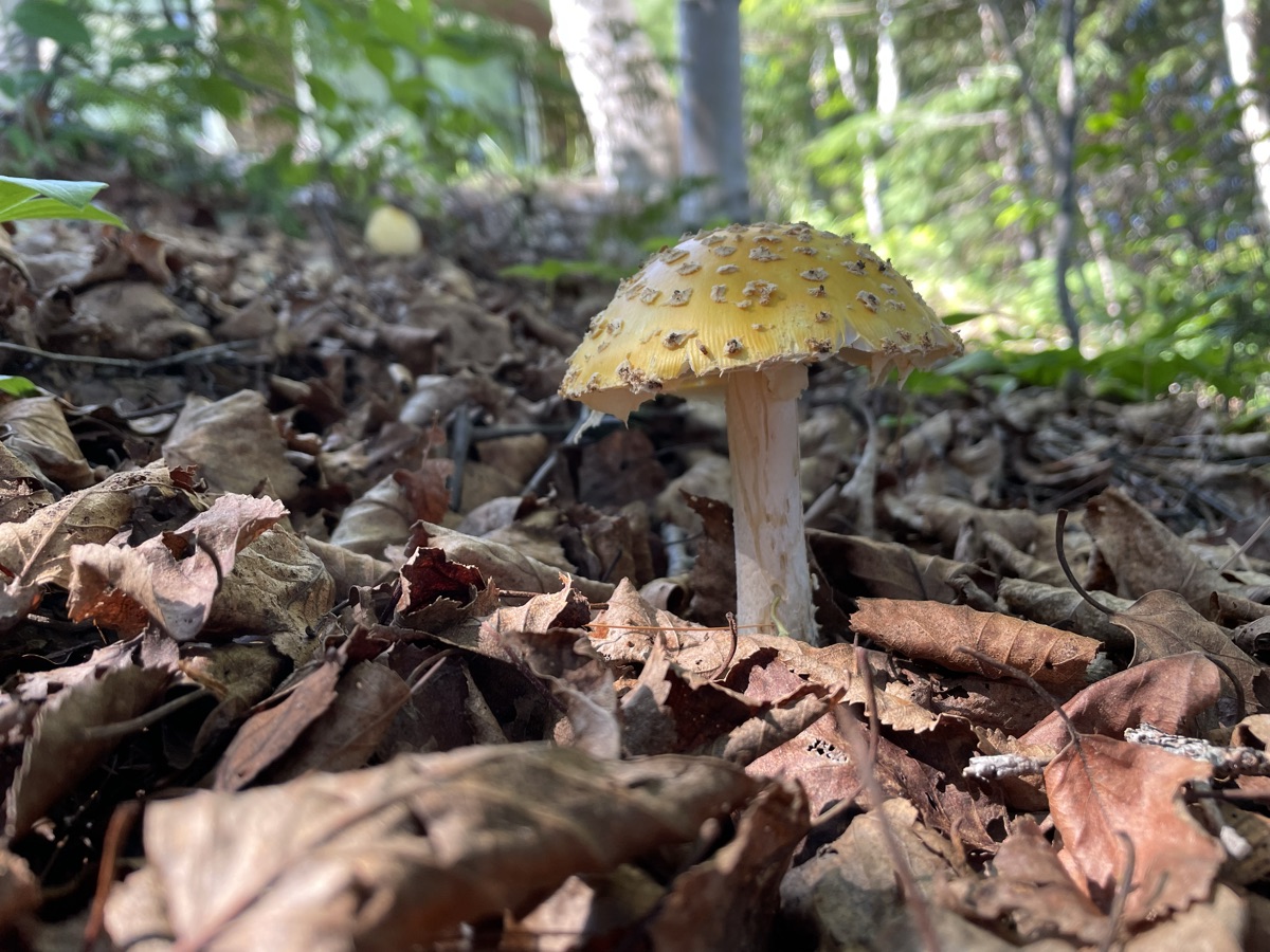Mushroom on a forest floor in Northern Ontario